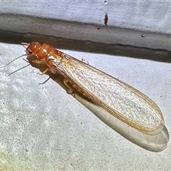 Neotermes sp. (genus) (A termite) at Ainslie, ACT - 12 Dec 2024 by Pirom