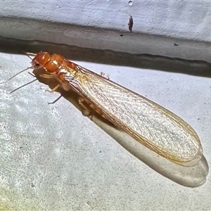 Neotermes sp. (genus) at Ainslie, ACT by Pirom