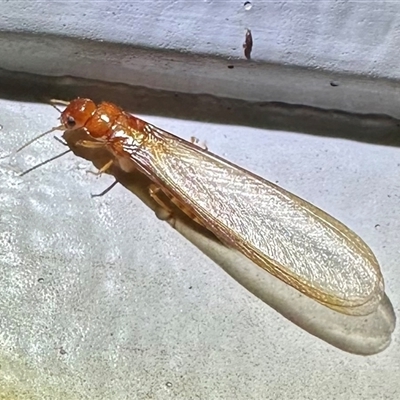 Neotermes sp. (genus) (A termite) at Ainslie, ACT - 12 Dec 2024 by Pirom