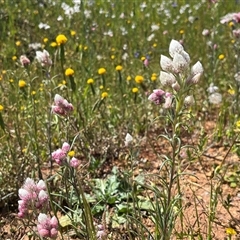 Unverified Plant at Yarragadee, WA - 13 Sep 2024 by GG
