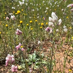 Unidentified Plant at Yarragadee, WA - 13 Sep 2024 by GG