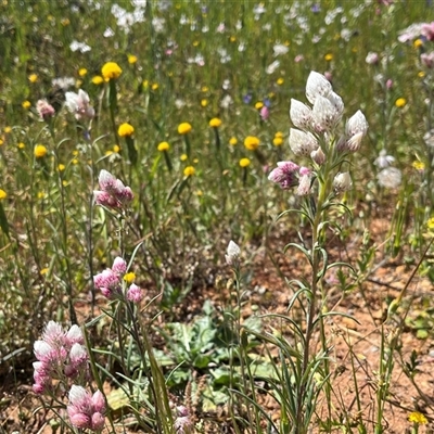 Unidentified Plant at Yarragadee, WA - 13 Sep 2024 by GG