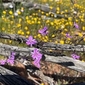 Thysanotus sp. at Yarragadee, WA by GG