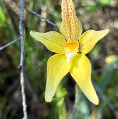 Caladenia flava subsp. maculata (Spotted Cowslip Orchid or Kalbarri Cowslip Orchid) at Yarragadee, WA - 13 Sep 2024 by GG