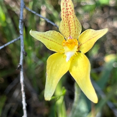 Caladenia flava subsp. maculata (Spotted Cowslip Orchid or Kalbarri Cowslip Orchid) at Yarragadee, WA - 13 Sep 2024 by GG