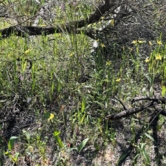 Caladenia flava subsp. maculata at Yarragadee, WA - suppressed