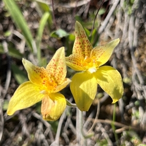 Caladenia flava subsp. maculata at Yarragadee, WA - suppressed