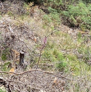 Dipodium sp. at Bright, VIC - suppressed