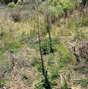 Verbascum virgatum at Bright, VIC - 12 Dec 2024 11:43 AM