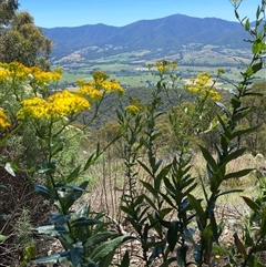 Senecio linearifolius at Bright, VIC - 12 Dec 2024 by jks