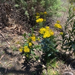 Senecio linearifolius at Bright, VIC - 12 Dec 2024 11:45 AM