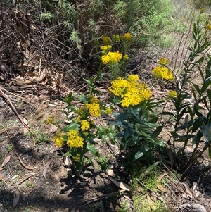 Senecio linearifolius at Bright, VIC - 12 Dec 2024 11:45 AM