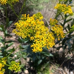 Senecio linearifolius at Bright, VIC - 12 Dec 2024 11:45 AM