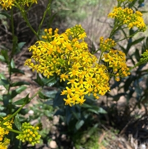 Senecio linearifolius at Bright, VIC - 12 Dec 2024 11:45 AM