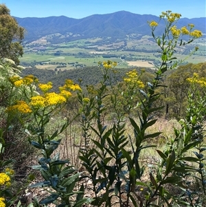 Senecio linearifolius at Bright, VIC - 12 Dec 2024 11:45 AM
