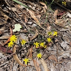 Tricoryne elatior (Yellow Rush Lily) at Everton Upper, VIC - 10 Dec 2024 by jks