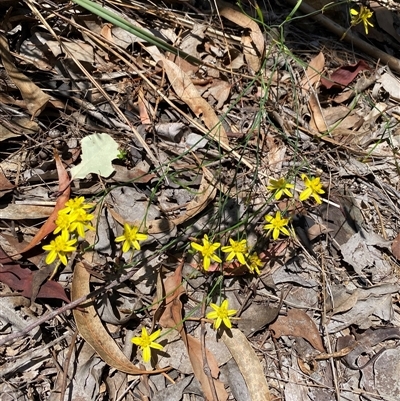 Tricoryne elatior (Yellow Rush Lily) at Everton Upper, VIC - 10 Dec 2024 by jks