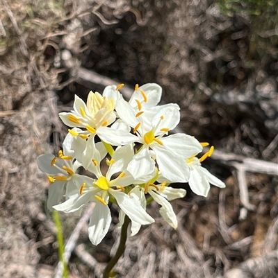 Unidentified Plant at Yarragadee, WA - 13 Sep 2024 by GG