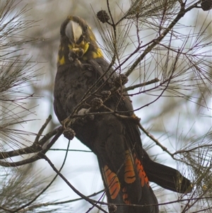 Calyptorhynchus lathami lathami at Kangaroo Valley, NSW - 25 Aug 2023