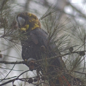 Calyptorhynchus lathami lathami at Kangaroo Valley, NSW - 25 Aug 2023