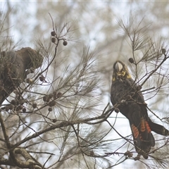 Calyptorhynchus lathami lathami at Kangaroo Valley, NSW - 25 Aug 2023