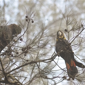 Calyptorhynchus lathami lathami at Kangaroo Valley, NSW - 25 Aug 2023