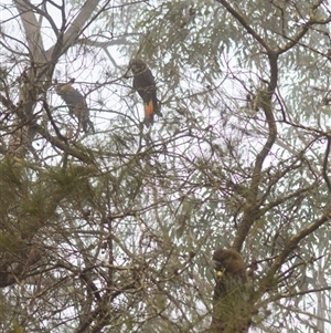 Calyptorhynchus lathami lathami at Kangaroo Valley, NSW - 25 Aug 2023