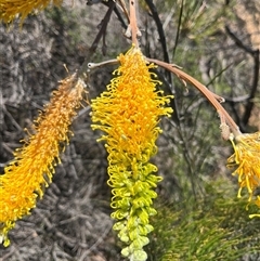 Unidentified Plant at Yarragadee, WA - 13 Sep 2024 by GG