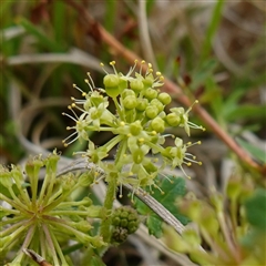 Hydrocotyle laxiflora (Stinking Pennywort) at Gunning, NSW - 23 Oct 2024 by RobG1