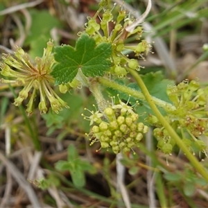 Hydrocotyle laxiflora at Gunning, NSW - 23 Oct 2024