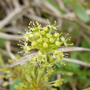 Hydrocotyle laxiflora at Gunning, NSW - 23 Oct 2024