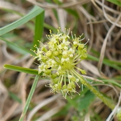 Hydrocotyle laxiflora at Gunning, NSW - 23 Oct 2024