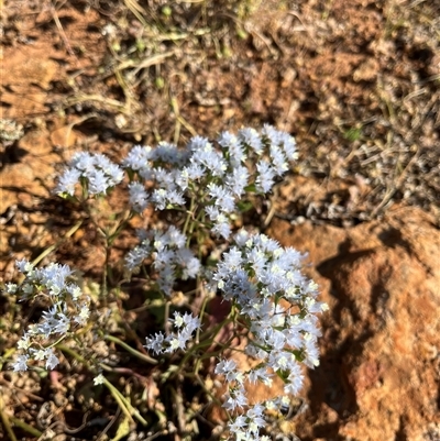 Unidentified Plant at Nangetty, WA - 13 Sep 2024 by GG