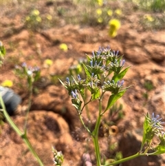 Unidentified Plant at Nangetty, WA - 13 Sep 2024 by GG