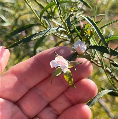 Unidentified Plant at Holmwood, WA - 13 Sep 2024 by GG