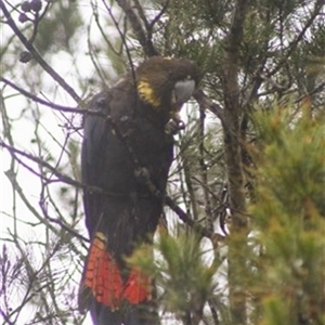 Calyptorhynchus lathami lathami at Wingello, NSW - suppressed