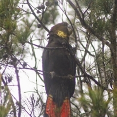 Calyptorhynchus lathami lathami at Wingello, NSW - suppressed