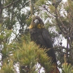 Calyptorhynchus lathami lathami at Wingello, NSW - suppressed