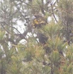 Calyptorhynchus lathami lathami at Wingello, NSW - suppressed