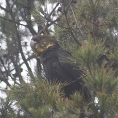 Calyptorhynchus lathami lathami at Wingello, NSW - suppressed