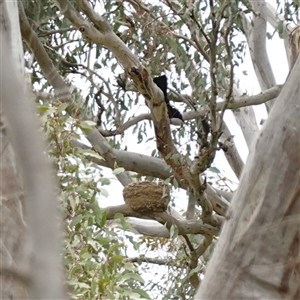 Corcorax melanorhamphos at Gunning, NSW - 23 Oct 2024 02:56 PM