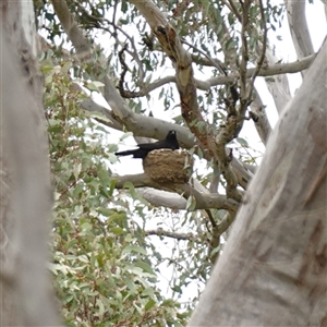 Corcorax melanorhamphos at Gunning, NSW - 23 Oct 2024 02:56 PM