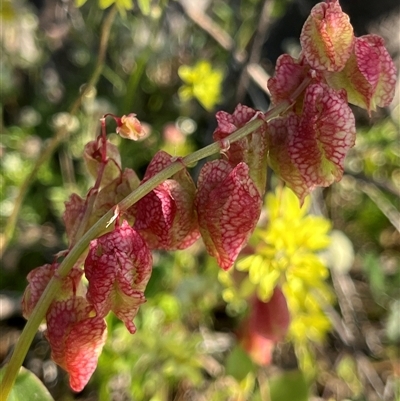 Unidentified Plant at Holmwood, WA - 13 Sep 2024 by GG