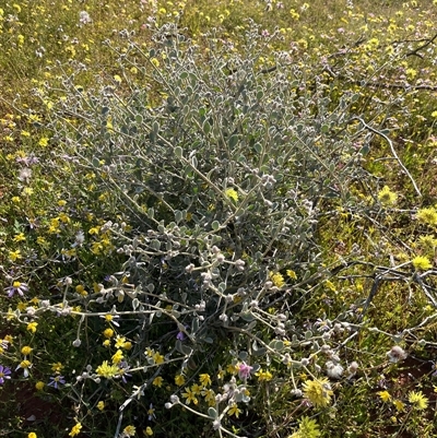 Unidentified Plant at Holmwood, WA - 13 Sep 2024 by GG