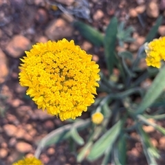 Unidentified Plant at Pindar, WA - 13 Sep 2024 by GG