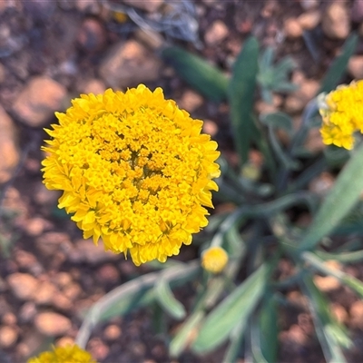 Unidentified Plant at Pindar, WA - 13 Sep 2024 by GG