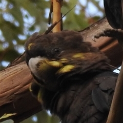 Calyptorhynchus lathami lathami (Glossy Black-Cockatoo) at Wingello, NSW - 21 Jan 2017 by GITM1