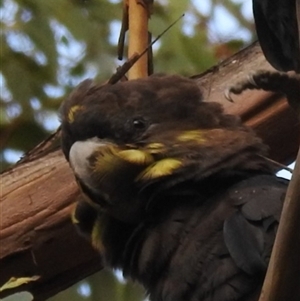 Calyptorhynchus lathami lathami at Wingello, NSW - 22 Jan 2017