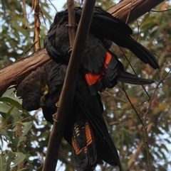 Calyptorhynchus lathami lathami at Wingello, NSW - 22 Jan 2017