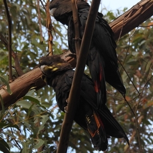 Calyptorhynchus lathami lathami at Wingello, NSW - 22 Jan 2017